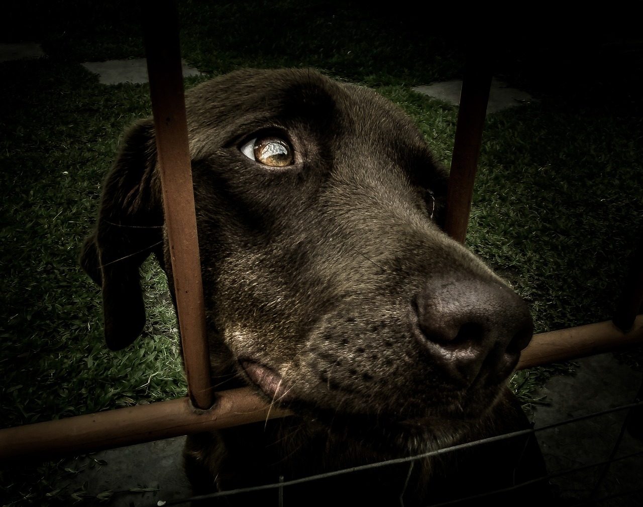 entdecken sie die freude der haustieradoption! geben sie einem süßen tierheimtier ein liebevolles zuhause und erleben sie die unendliche dankbarkeit und liebe. besuchen sie uns heute, um ihren neuen besten freund zu finden!