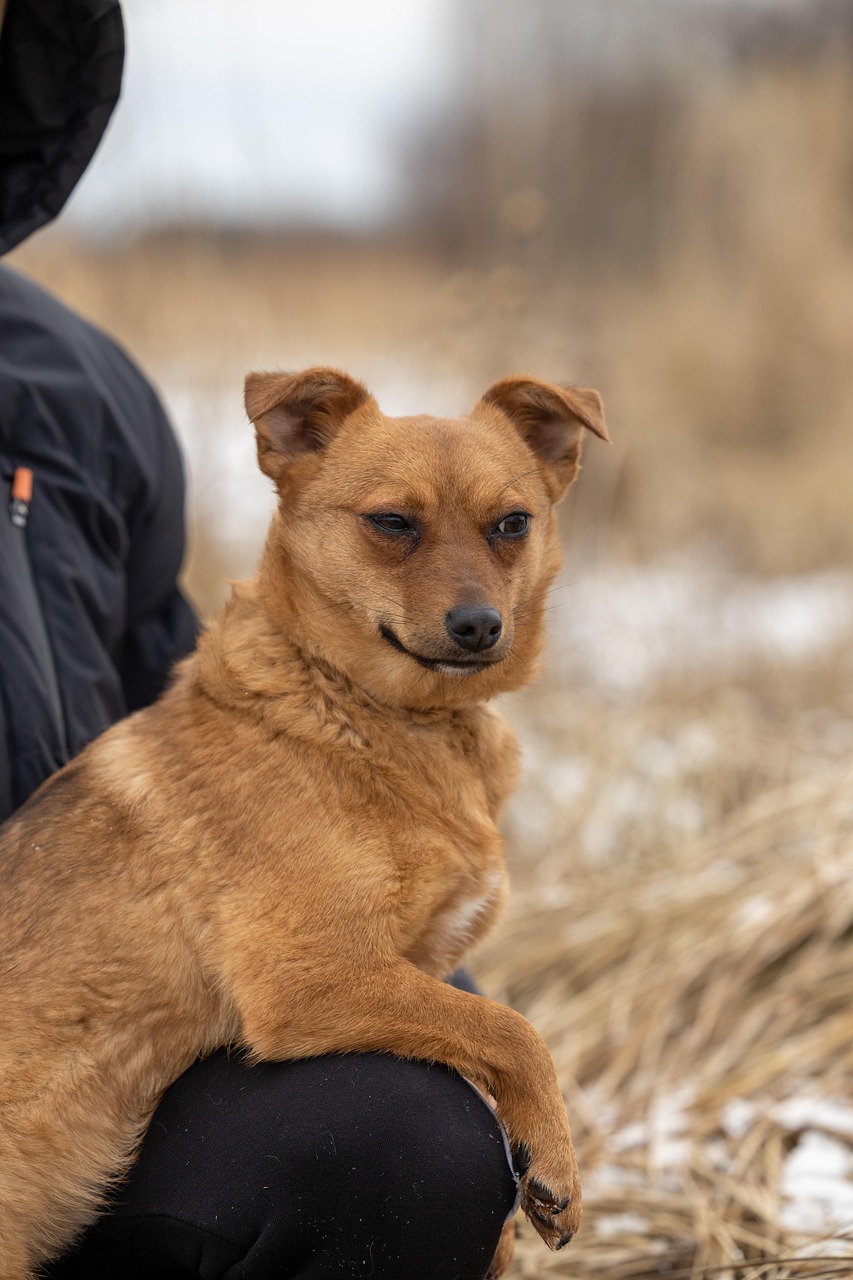 entdecken sie die freude der haustieradoption! finden sie ihr perfektes haustier in unserer liebevollen umgebung und geben sie einem tier in not ein neues zuhause.