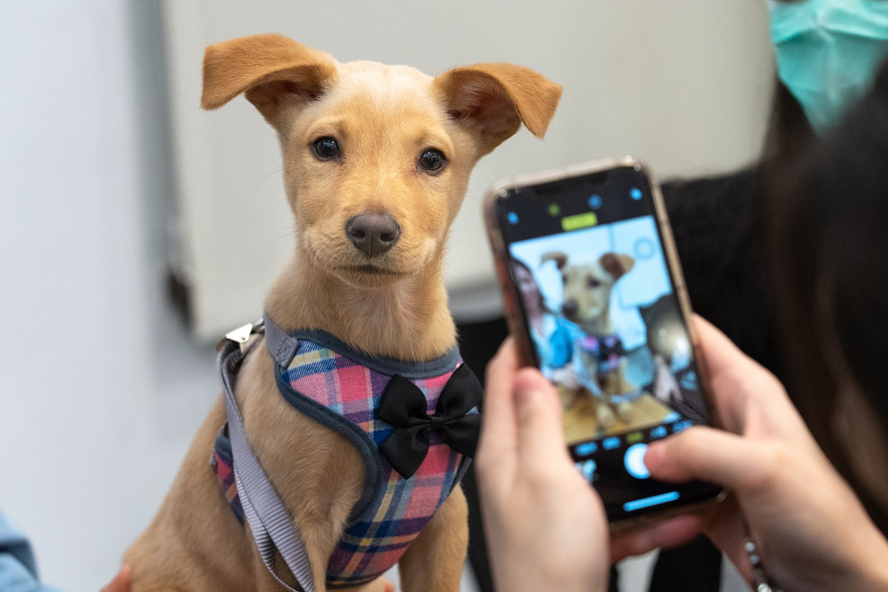 entdecken sie die freude der tieradoption! erfahren sie, wie sie einen pelzigen freund finden können, der ihr leben bereichert. besuchen sie uns und geben sie einem tier ein liebevolles zuhause.