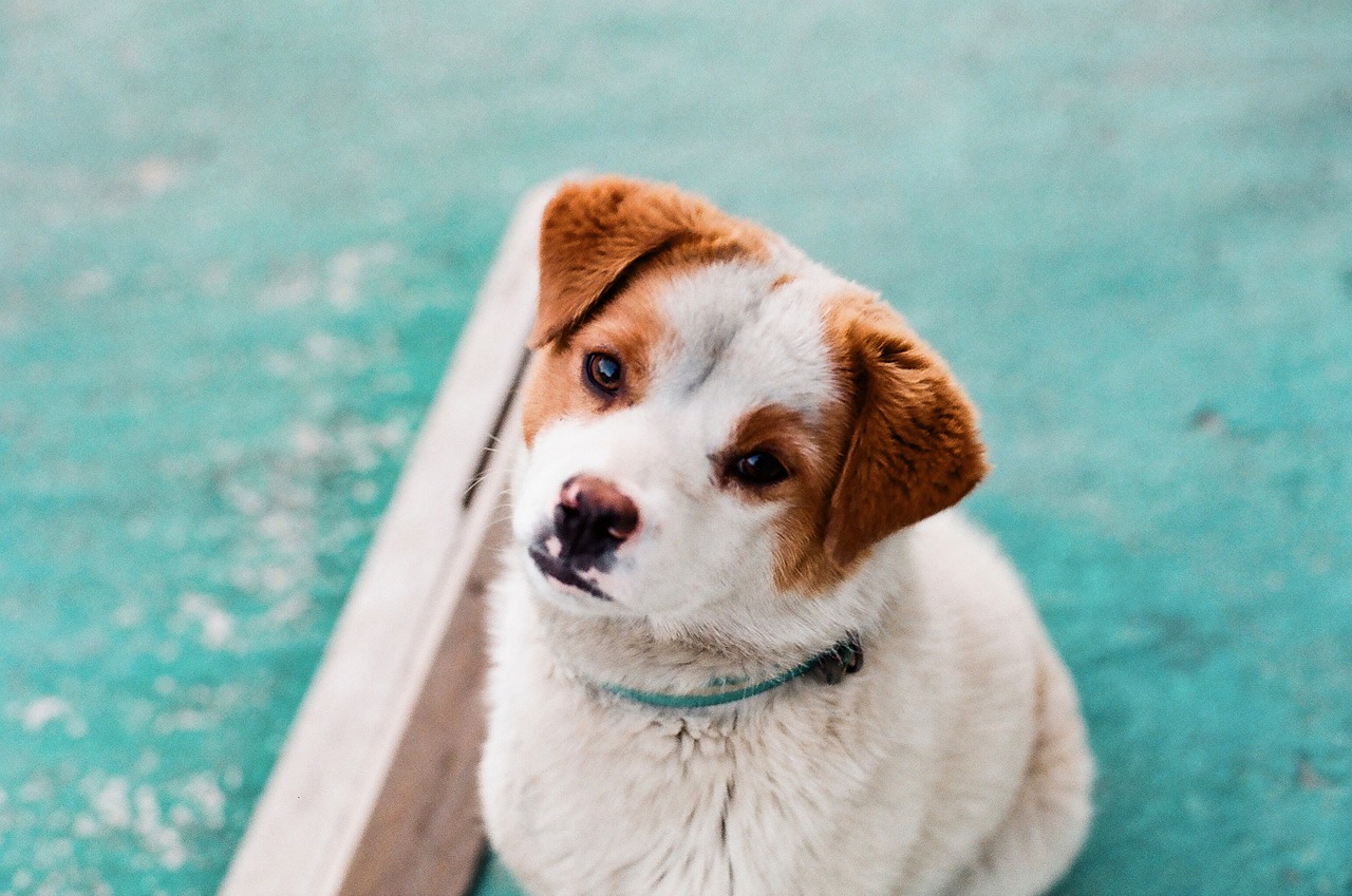 entdecken sie alles, was sie über tierarztbesuche wissen müssen. erfahren sie, wie sie den richtigen tierarzt für ihr haustier wählen, was sie bei einem besuch erwarten können und wie sie die gesundheit ihres tieres optimal unterstützen können.