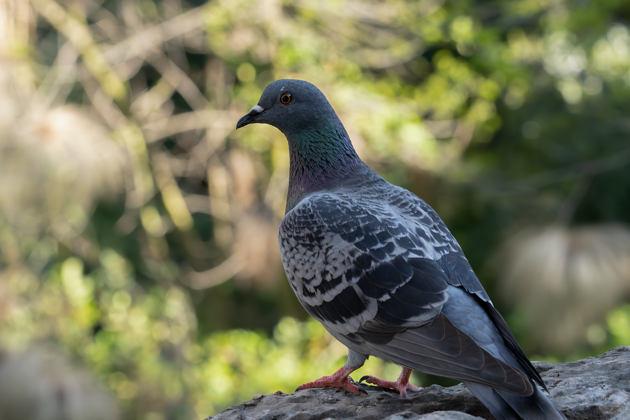 entdecken sie die faszinierende welt des verhaltens von tieren. erforschen sie, wie verschiedene arten interagieren, kommunizieren und sich an ihre umgebung anpassen.