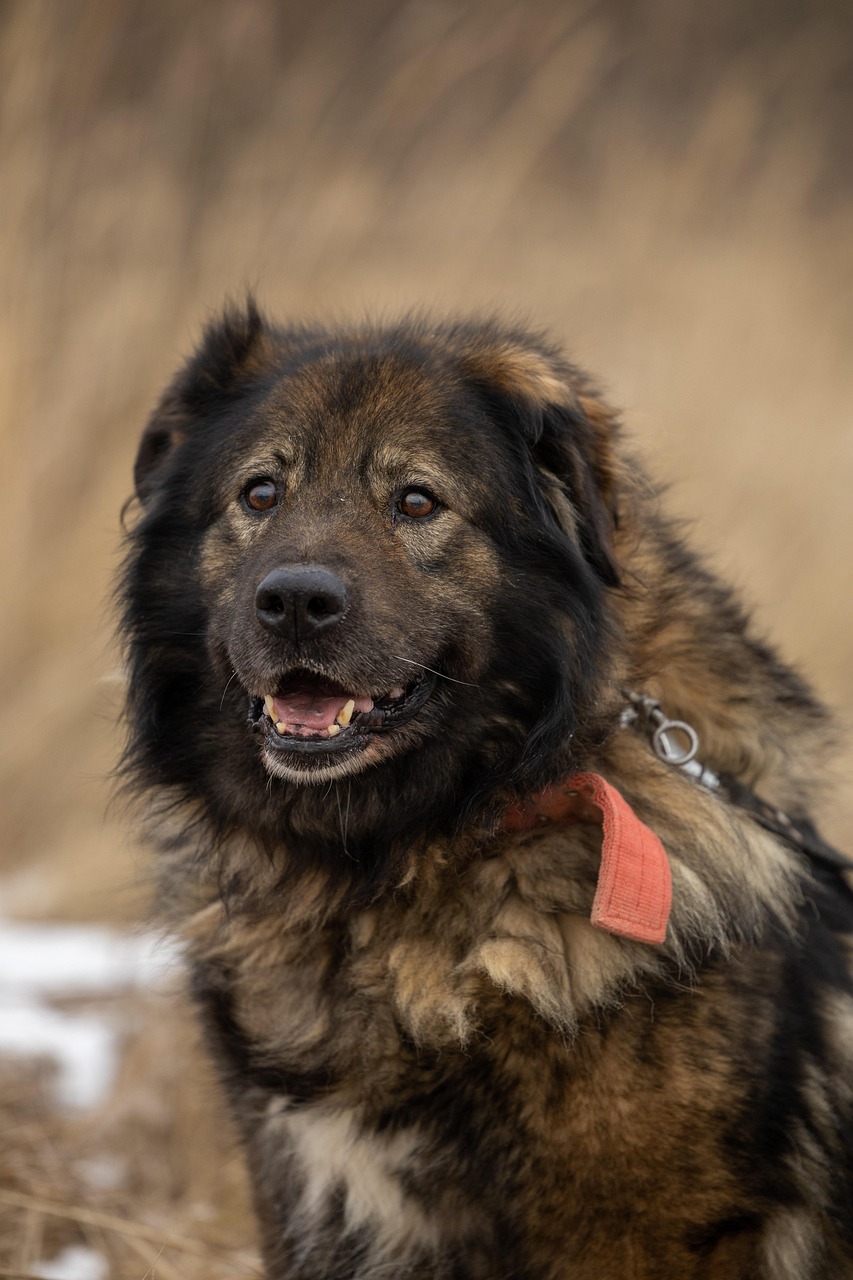 entdecken sie die freude an der haustieradoption! geben sie einem liebevollen zuhause die chance, einem bedürftigen tier ein neues leben zu schenken. erfahren sie mehr über die verfügbaren haustiere und die vorteile der adoption.