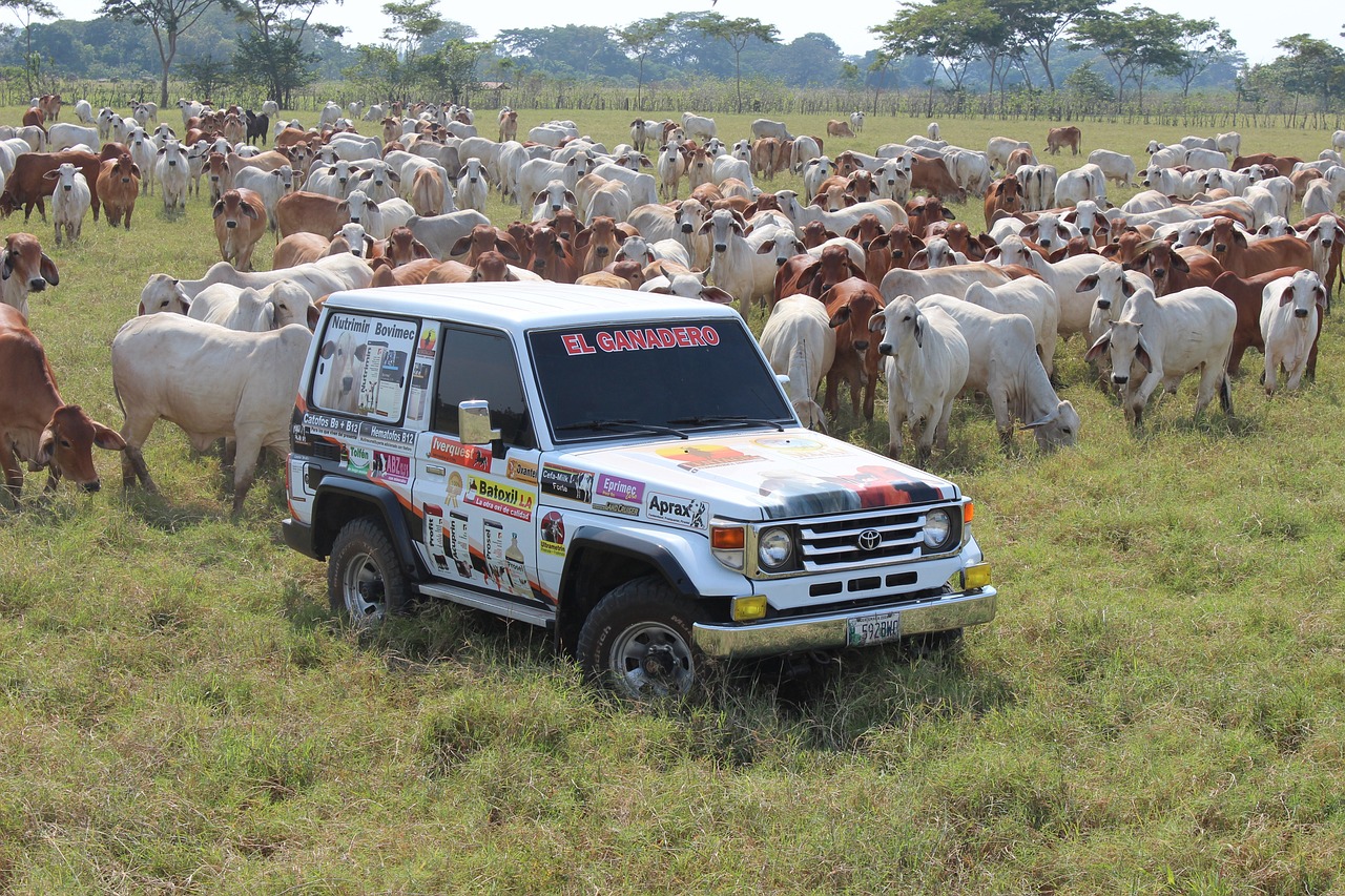erfahren sie alles über tierarztbesuche: tipps zur vorbereitung, häufige fragen und wie sie das beste für ihr haustier herausholen können.