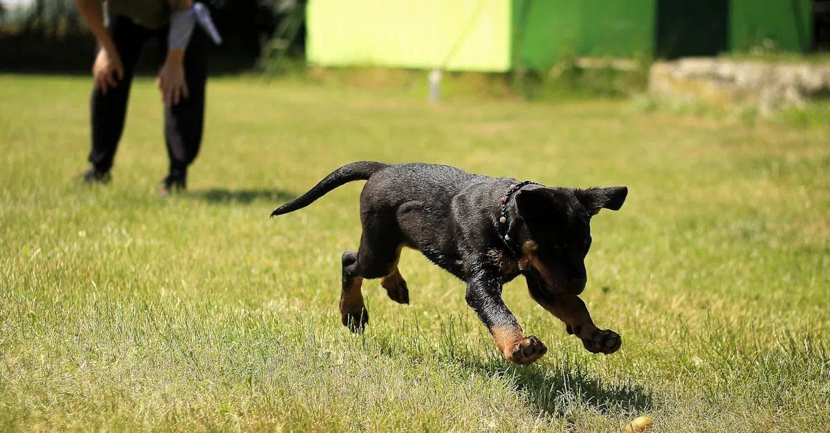 Wie lernt mein Hund die wichtigsten Kommandos spielend leicht?