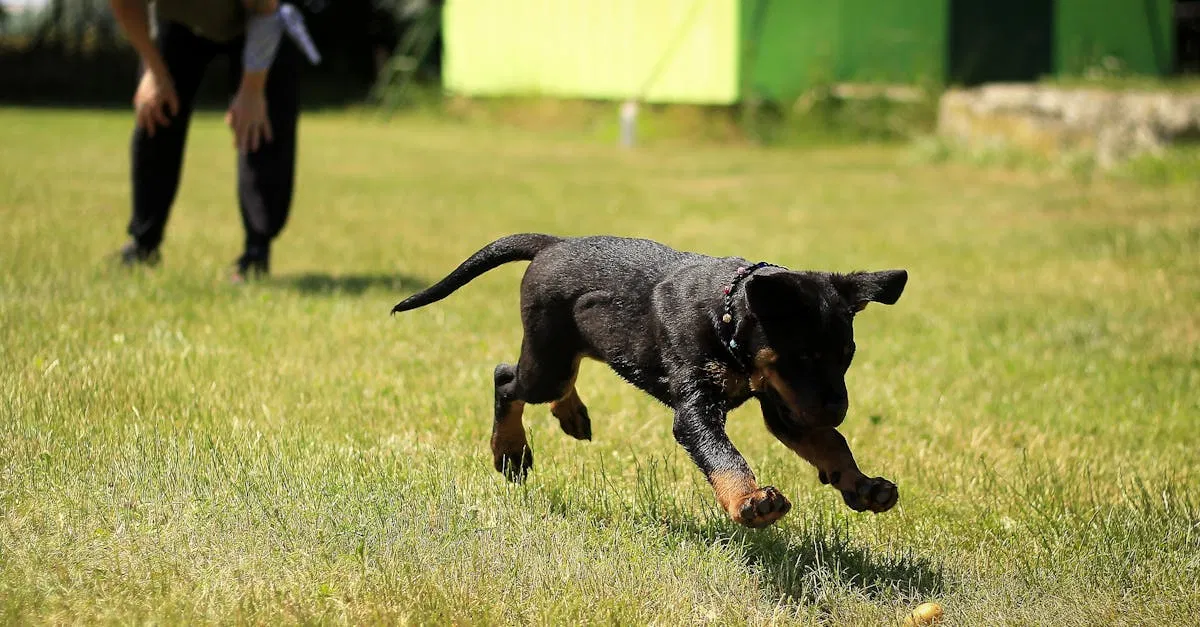 Wie lernt mein Hund die wichtigsten Kommandos spielend leicht?