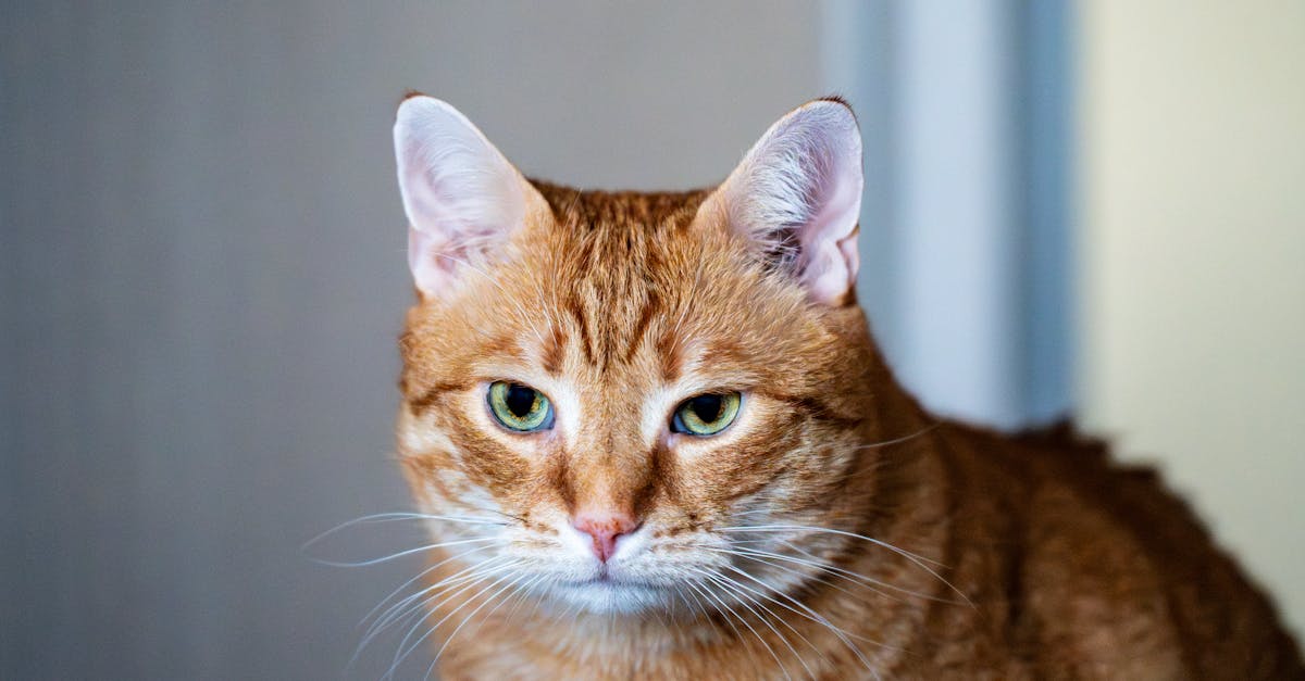 Haustierpflege: Tipps für die richtige Pflege Ihres Haustiers