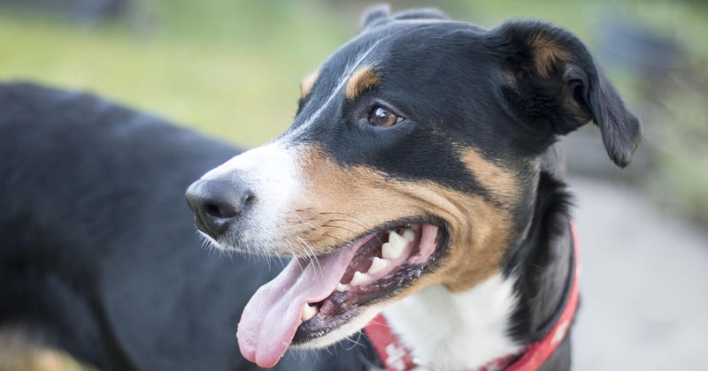 Dürfen Hunde Erdnüsse essen? Was du unbedingt wissen solltest