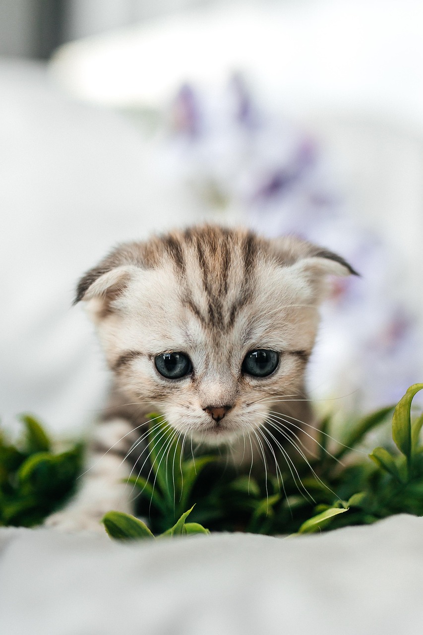 Hundeadoptieren: Tipps für die Wahl des richtigen Vierbeiners